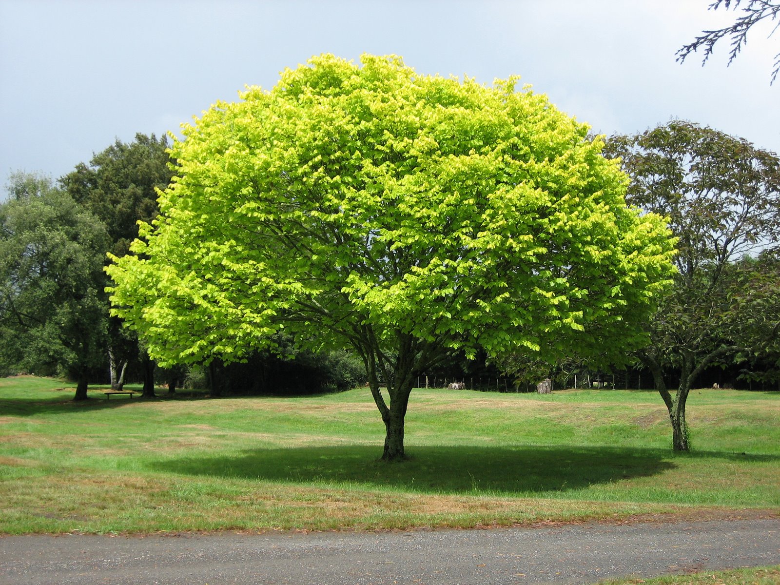 [Bright_green_tree_-_Waikato.jpg]