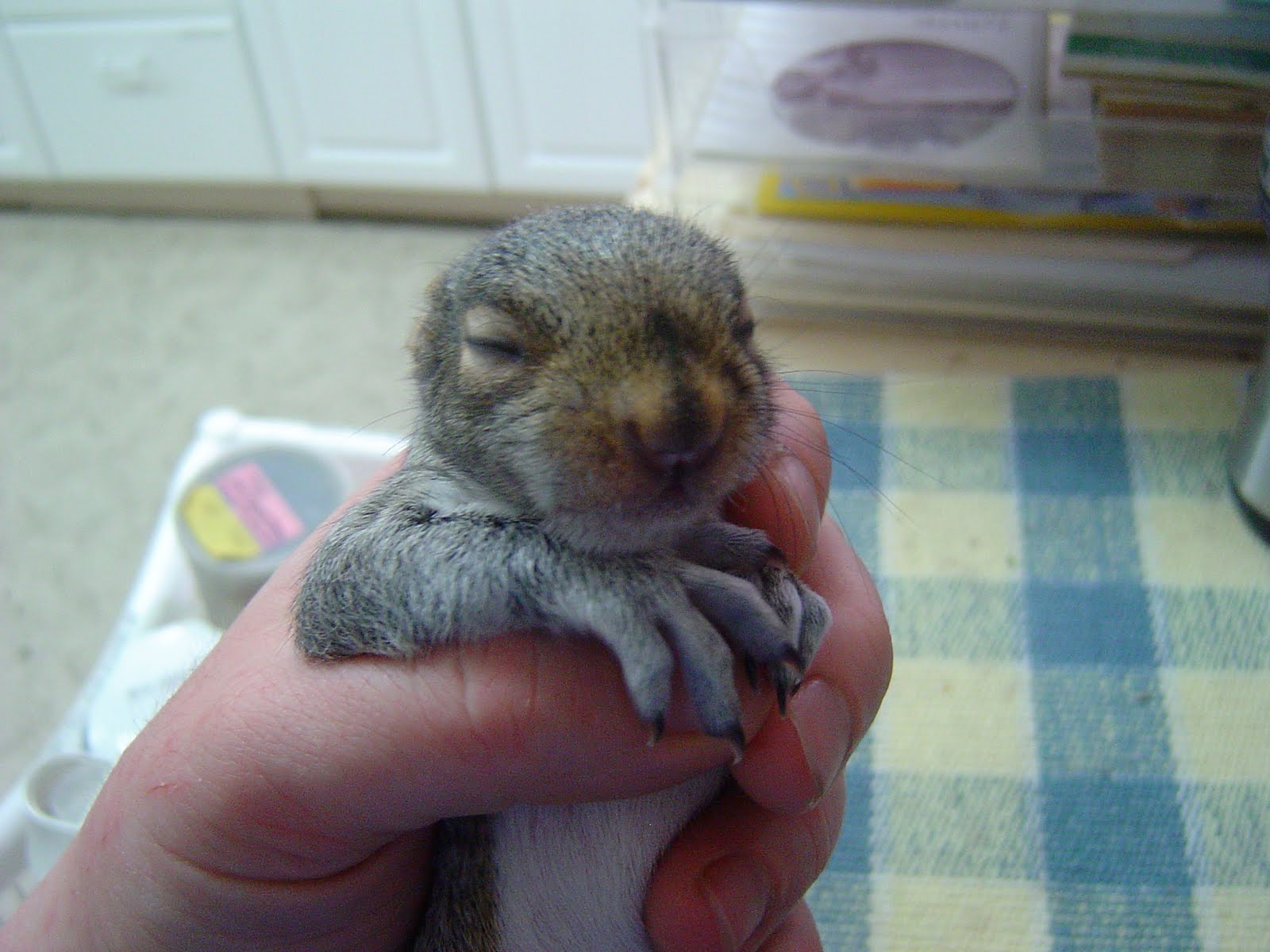 Wildlife in Crisis Squirrels, squirrels everywhere...