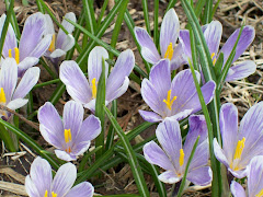 crocus