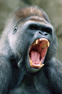 http://2.bp.blogspot.com/_wckrM5zFwGk/Slew6vXmJDI/AAAAAAAAAvQ/8zrl_MmiDWY/s400/GorillaYawning01_2.gif
