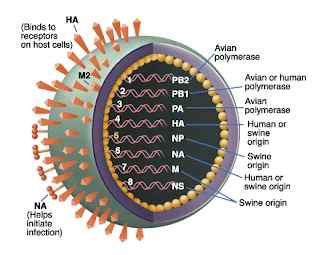 H1N1 is a subtype of Influenza A