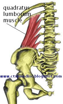 quadratus lumborum is one muscle is one muscle that can be the cause of lower back pain