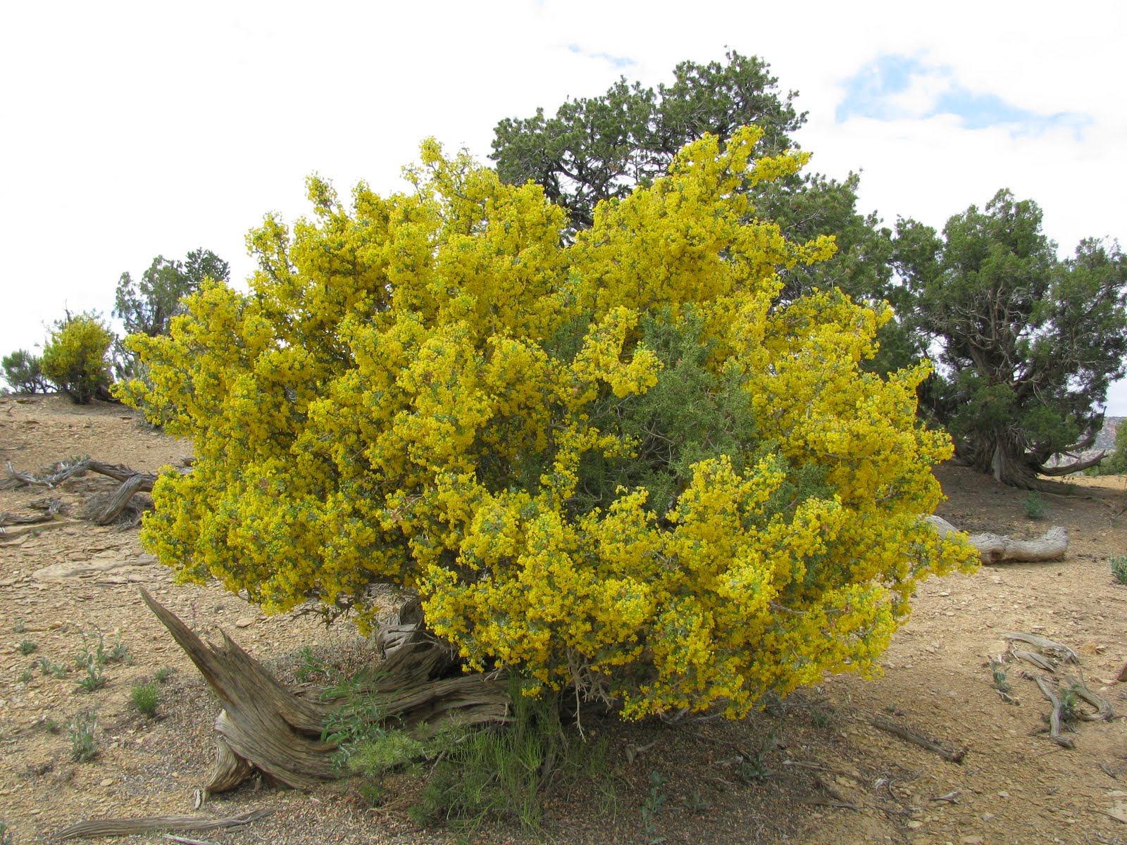 Mahonia Oregon Grape
