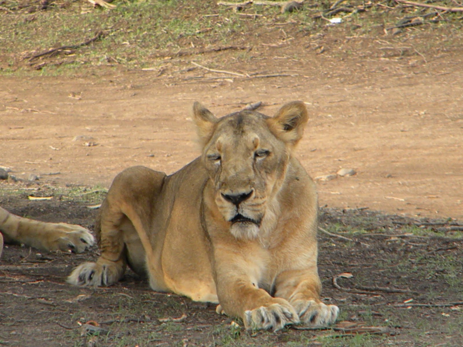 Last Home of Asiatic Lions