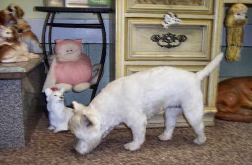 The Healthy Dog: Short Hair Cut on a Westie - West ...