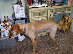 The Healthy Dog Shaved Golden Retriever