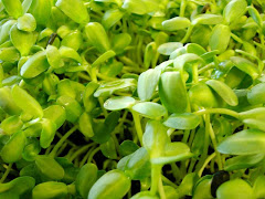 Microgreens Return This Week!