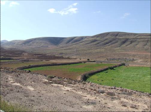 Gavias en Guisguey (Fuerteventura)