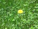 We got a good crop this year We got a good crop this year