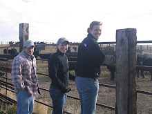 Sorting cattle at the St. Labre Ranch