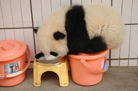 [pandas+3.bmp]