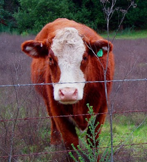 Farm cow having right answers wrong questions
