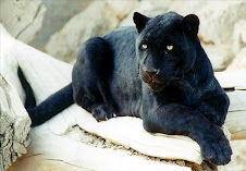 pantera negra