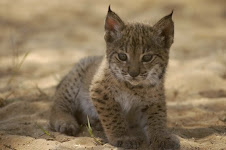 lince iberico