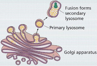 [citologlisosomas2.bmp]