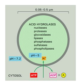 [citologlisosomas3.bmp]