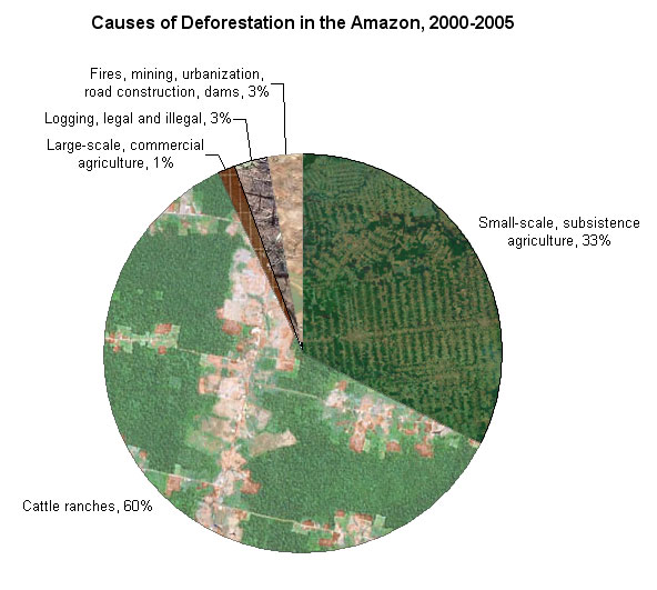 [deforestation-in-the-amazon.jpg]