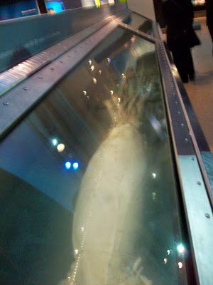 Giant Squid Smithsonian
