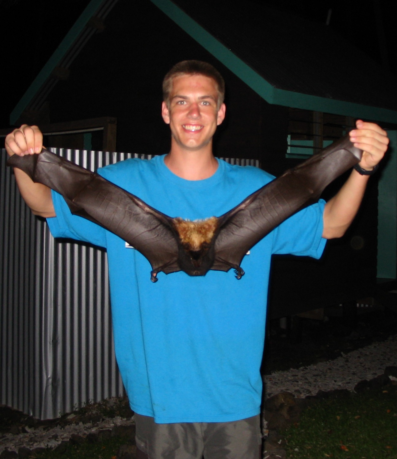 Fiji Bats