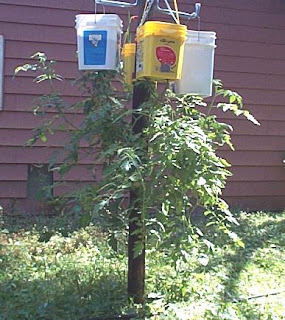 Hanging tomato plants are touching the ground now