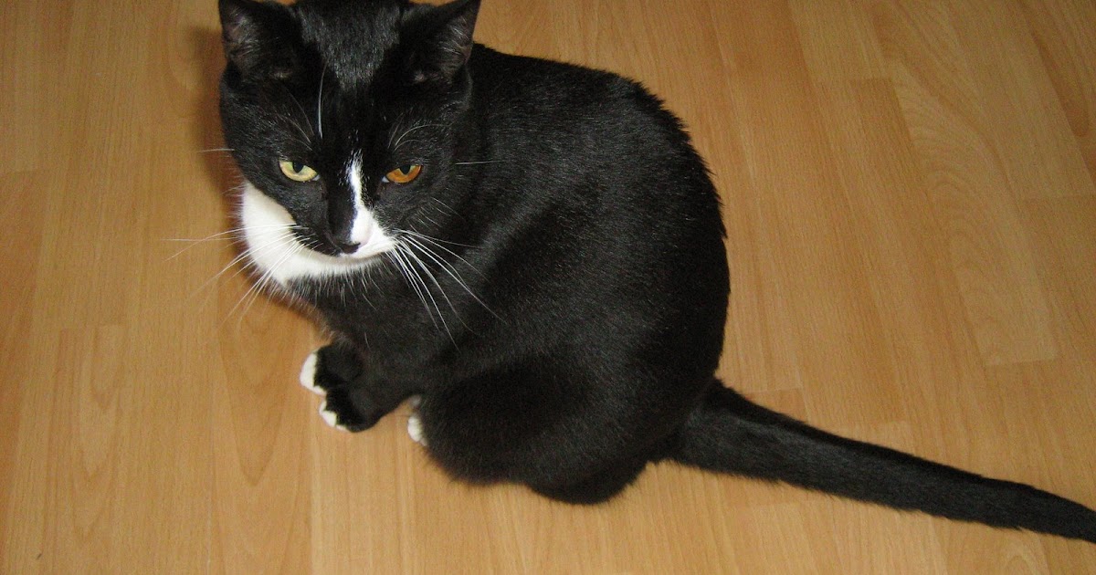 Feline in therapy Paranoid cat? What paranoid cat?