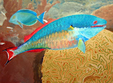 Redstripe Parrotfish