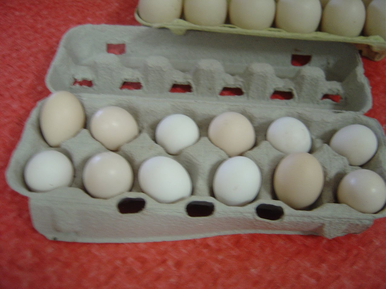Silkie Eggs