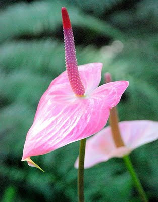 Plantas de interior: Flor do antúrio