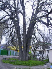 Каштан Мильгаузена в Симферополе