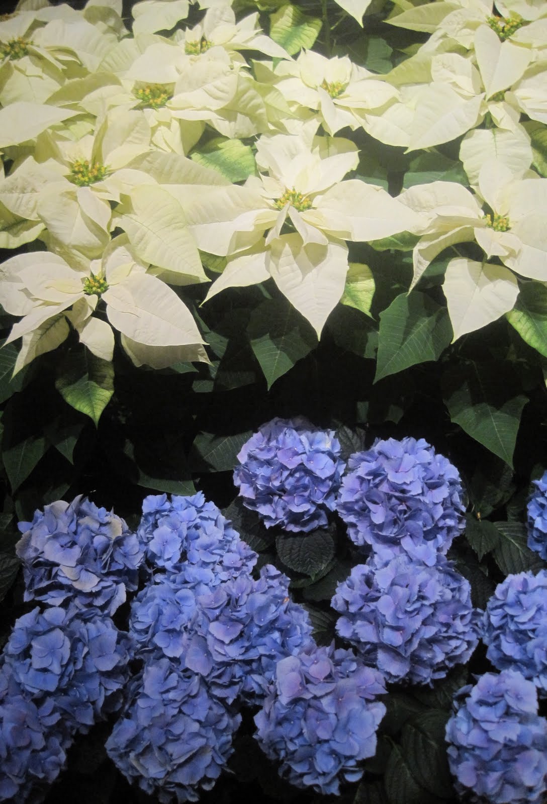 Making Hydrangeas Bloom Blue
