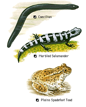 AMPHIBIAN PICTURES FOR KIDS