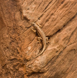 sandstone night lizard