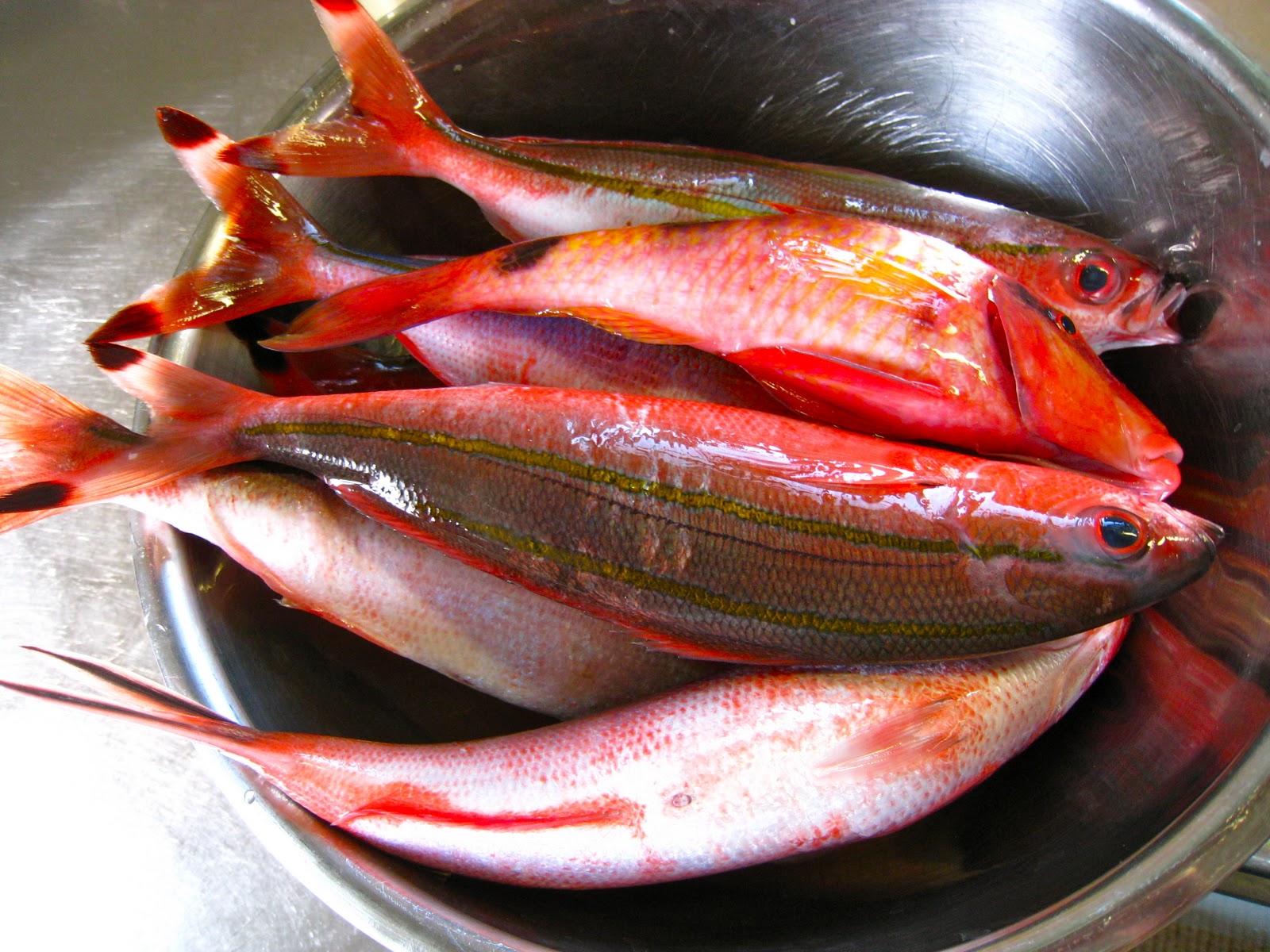 The Misadventures of MissKitty Gurukun Fishing