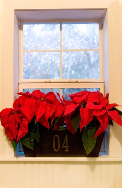 [Poinsettas_Blog.jpg]
