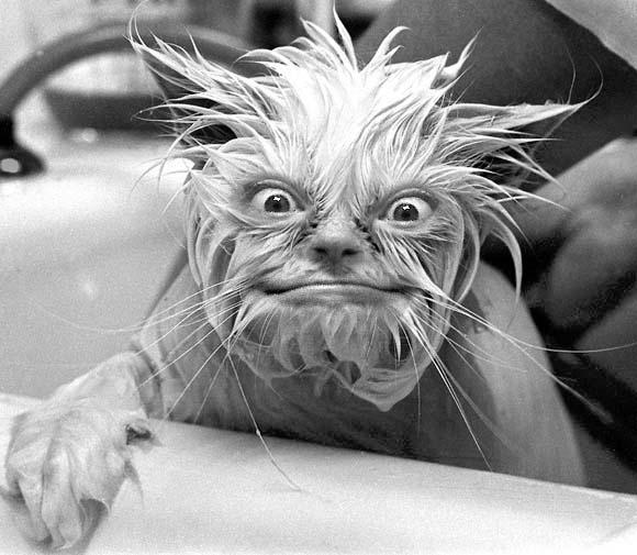 [wet+cat.jpg]
