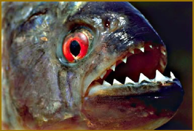 piraña piraña