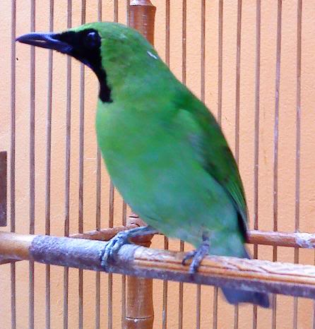 Merbah Daun