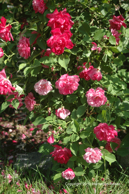 [SmithsParishDetailFriday.gif]