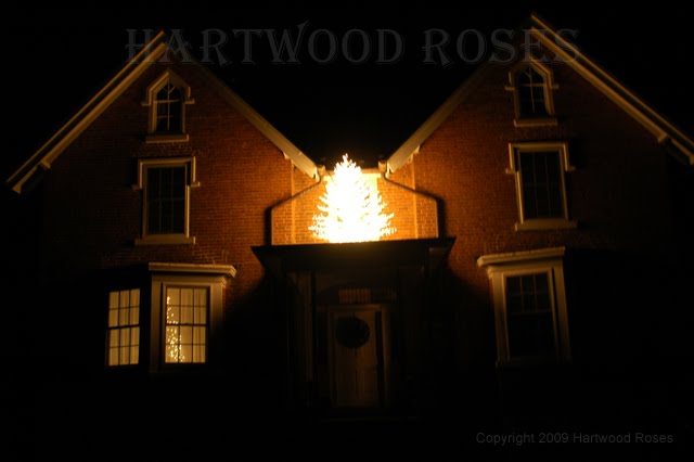 [1216ChristmasLights.jpg]