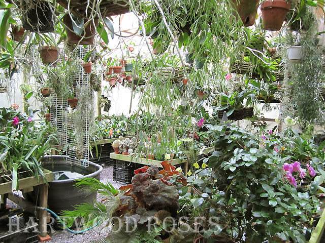 Orchid Greenhouse