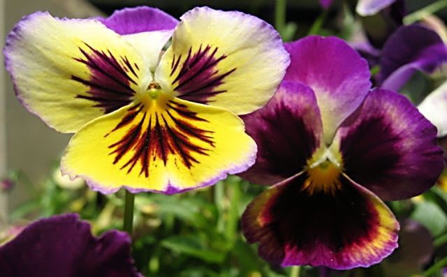 flor amor perfeito flor y amor joven. flor amor perfeito