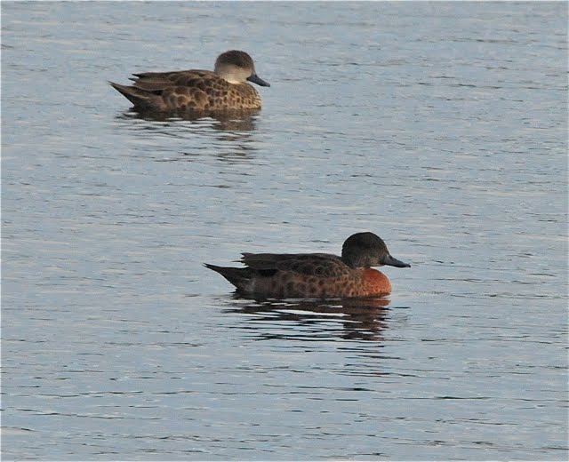 Chestnut Teal at Mangere in May