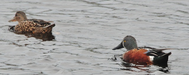 Shoveler in smart breeding plumage