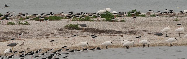 Spoonbills and Stilts