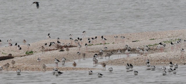 Godwits and stilts in shellbank pools