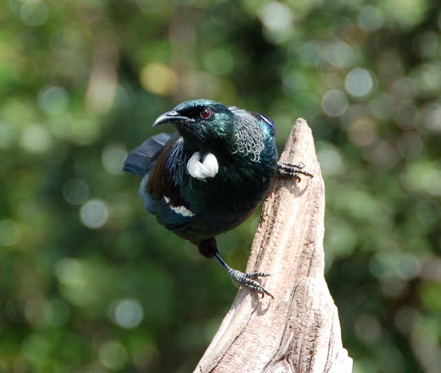 Tui at Tiri 2009