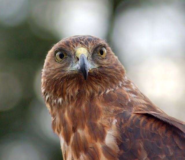 Australasian Harrier April 2010
