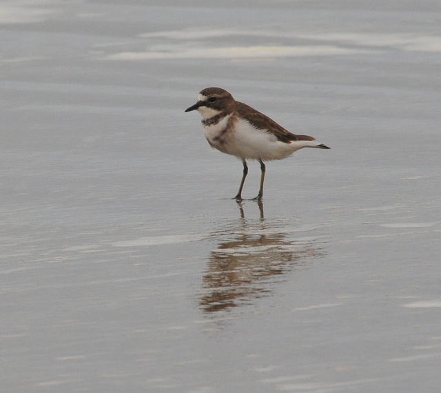 Banded Dotterel on 90-mile Beach near Te Paki - there were about a dozen on the beach that day