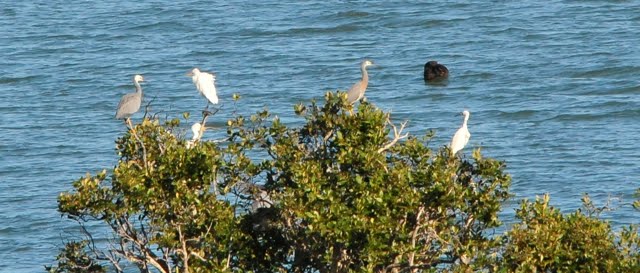 Two Cattle Egrets plus a Little Egret, Mataia coastal Kaipara Harbour