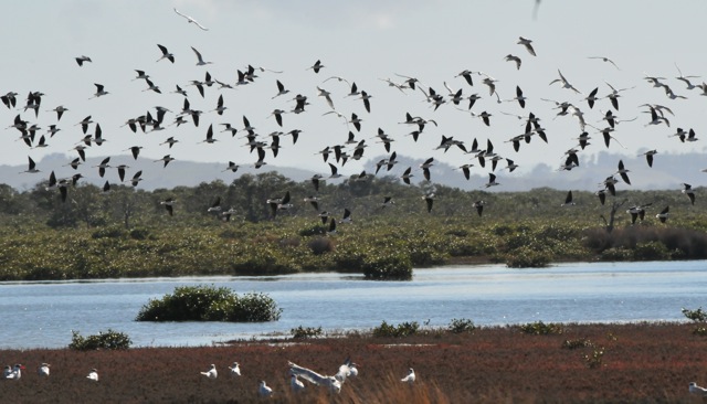 Pied Stilts in the air with Caspian Terns